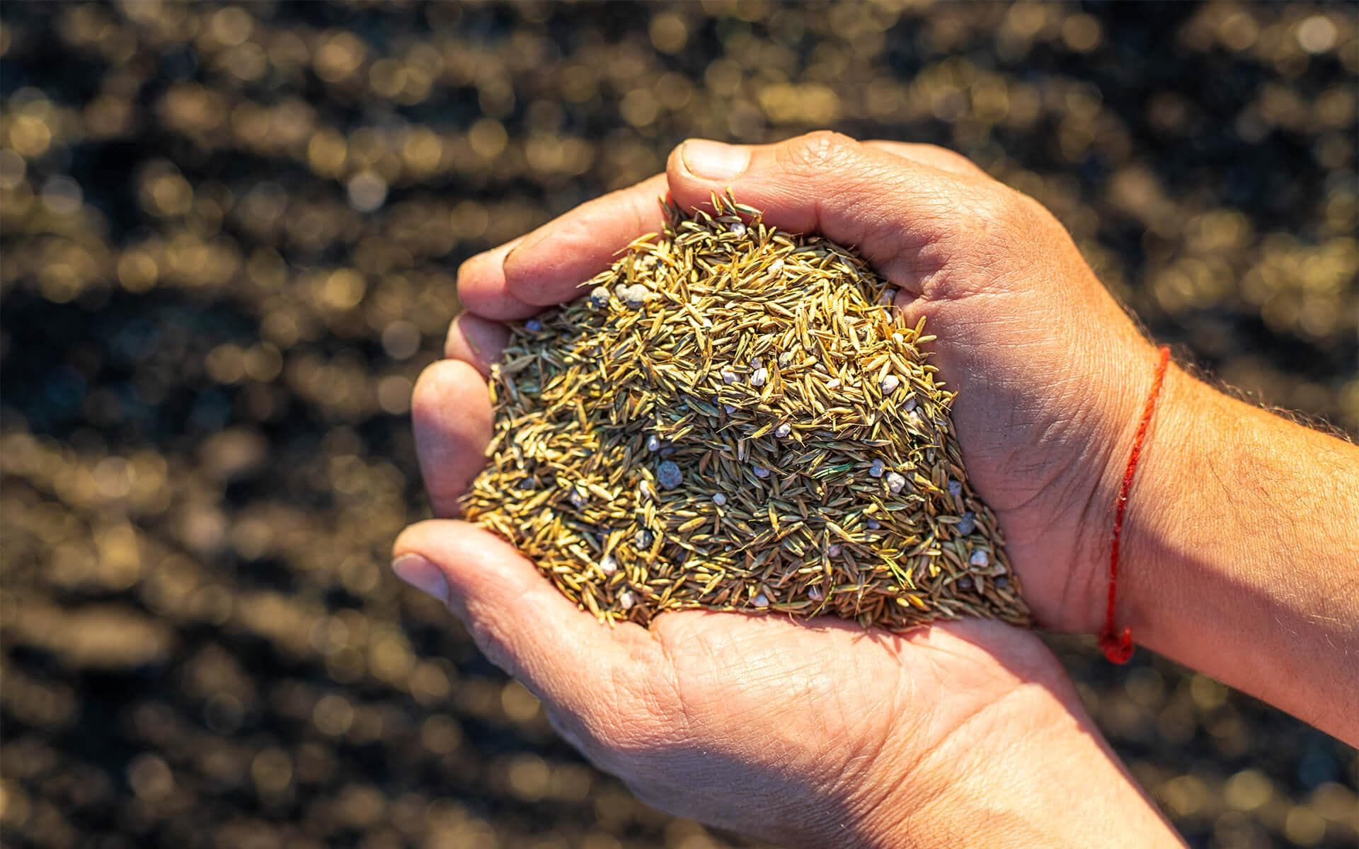 Best Strategies for Growing Grass Seed in the Spring